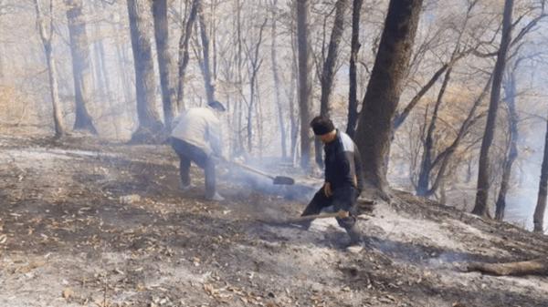 پایان حریق در جنگل‌های استان گلستان,گلستان
