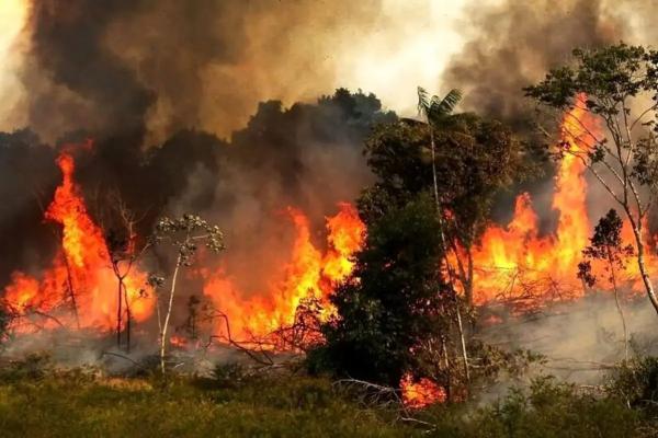 آتش سوزی جنگل ها, جنگلهای هیرکانی