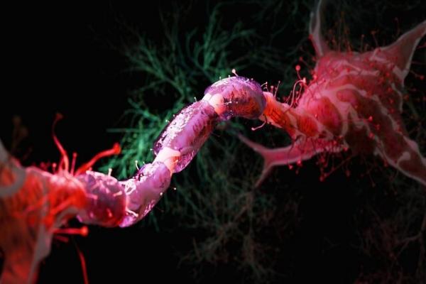 مغز,مبارزه با پیری مغز