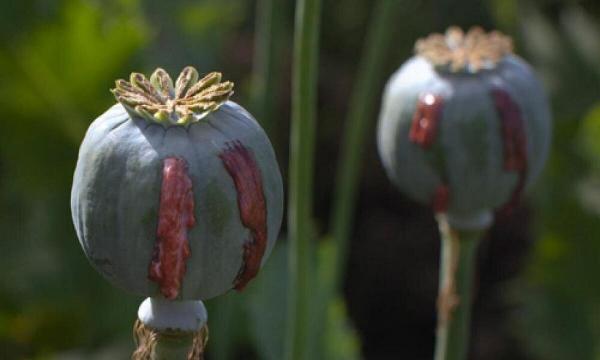 تریاک تریاک,مصرف تریاک توسط مصریان باستان