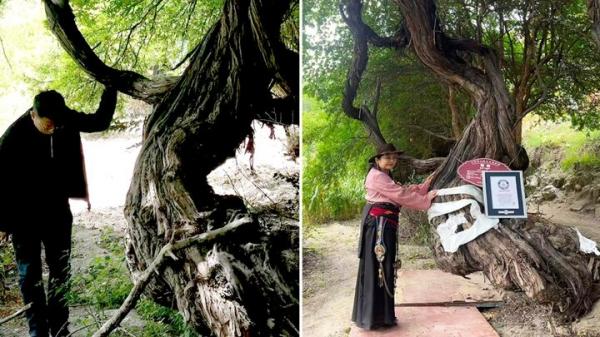 درخت انگور درخت انگور,قدیمیترین درخت انگور جهان