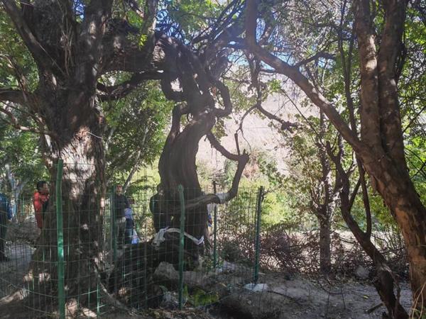 درخت انگور درخت انگور,قدیمیترین درخت انگور جهان