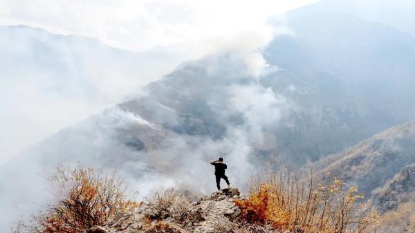 جنگلهای الیت جنگلهای الیت,آسیب به درختان جنگلهای الیت