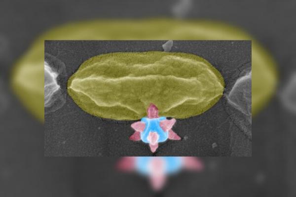 سوراخ کردن باکتری,ماده برنده جایزه نوبل عامل سوراخ شدن باکتری