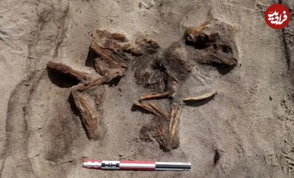 مقبره یک زن و سگش,کشف مقبرۀ 1100 سالۀ زن و سگش