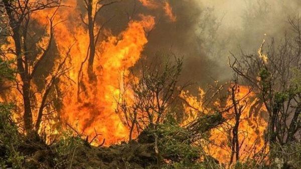 جنگل هیرکانی جنگل هیرکانی,آتش سوزی جنگلهای هیرکانی