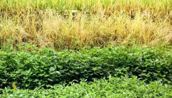 کشور گویان کشور گویان,تولید تمامی مواد غذایی در کشور گویان