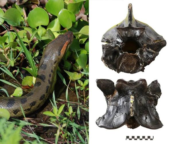 مار آناکوندا مار آناکوندا,آناکوندای ۱۲ میلیونساله