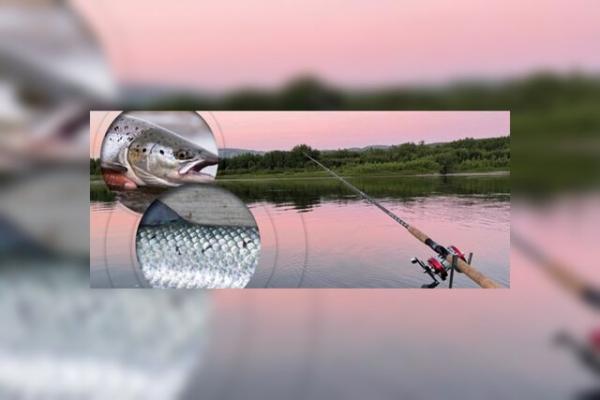 فناوری جدید برای تشخیص ماهی,تشخیص ماهی پرورشی از آزاد