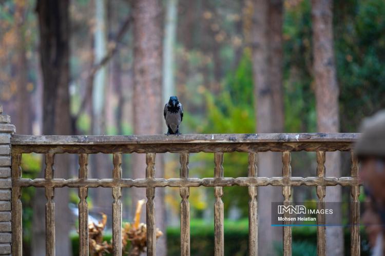 تصاویر باران پاییزی در اصفهان تصاویر باران پاییزی در اصفهان,عکس های باران پاییزی در اصفهان در آذر 1404,تصاویری از باران پاییزی در اصفهان