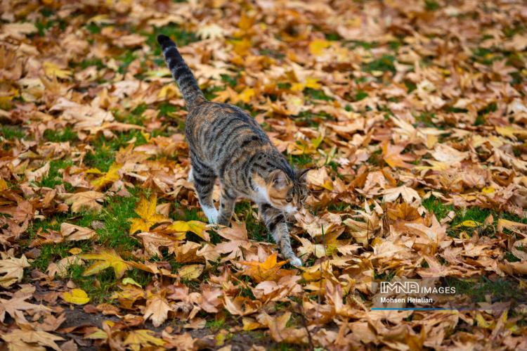 تصاویر باران پاییزی در اصفهان تصاویر باران پاییزی در اصفهان,عکس های باران پاییزی در اصفهان در آذر 1404,تصاویری از باران پاییزی در اصفهان