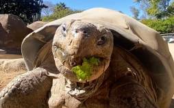 مرگ سالخوردهترین ساکن باغ وحش «سندیگو»/ عکس مرگ «گراما»,لاکپشت محبوب گالاپاگوس