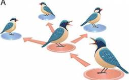 حیوانات هم فیک نیوز منتشر میکنند / کشف راز اطلاعات غلط در طبیعت اطلاعات غلط در طبیعت,پزندگان