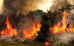 آتش سوزی جنگل ها, جنگلهای هیرکانی