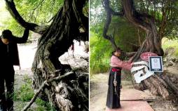 درخت انگور,قدیمی‌ترین درخت انگور جهان