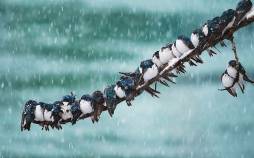 بارش برف و باران در ۱۶ استان کشور | هشدار کاهش محسوس دما آخرین وضعیت آب و هوایی ایران,بارش برف و باران در کشور