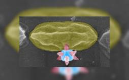 ماده برنده جایزه نوبل، باکتریها را سوراخ میکند! سوراخ کردن باکتری,ماده برنده جایزه نوبل عامل سوراخ شدن باکتری