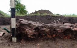 گاو کوچک ۶۰۰۰ ساله در اوکراین از زیر خاک بیرون آمد گاو کوچک باستانی,کشف گاو کوچک باستانی در اوکراین