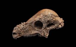 دایناسور ۲ میلیون دلاری در موزه جمجمه یک دایناسور,دایناسور ۲ میلیون دلاری در موزه آمریکا