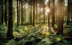 درختان,صحبت درختان