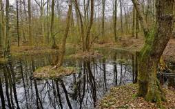 سکه,کشف سکه‌های طلای 2300 ساله در سوئیس