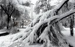 برف در صافهان,شکسته شدن درختان بر اثر برف در اصفهان