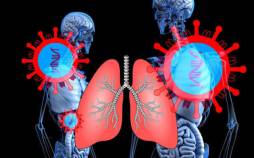 ریههای کوچکی که آزمایش درمانهای سرطان را امکانپذیر میکنند ریه,ساخت ارگانوئیدهای ریه