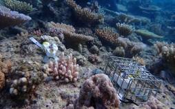 مرجان‌های دریایی,سامانه رباتیک برای کاشت مرجان‌های جوان