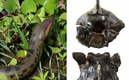 مار آناکوندا,آناکوندای ۱۲ میلیون‌ساله