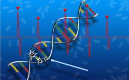 نخستین داروی ترمیم DNA و بازسازی بافت آسیبدیده معرفی شد دی ان ای,نخستین داروی ترمیم DNA و بازسازی بافت آسیبدیده