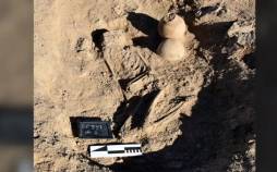 اسکلت,دفن اسکلت در کنار کوزه‌ای پر از چوب و حشره و کود