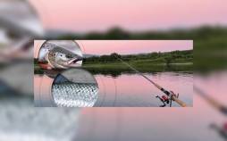 فناوری جدید برای تشخیص ماهی,تشخیص ماهی پرورشی از آزاد