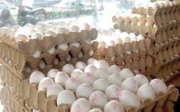 قیمت تخم مرغ ,افزایش قیمت تخم مرغ در بازار