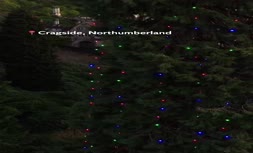 فیلم | رونمایی از بلندترین درخت کریسمس جهان