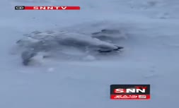 فیلم | گرفتار شدن گوسفندان در برف سنگین یک متری در کرمان