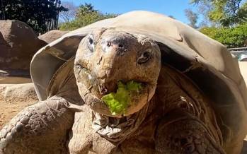 مرگ «گراما»,لاک‌پشت محبوب گالاپاگوس