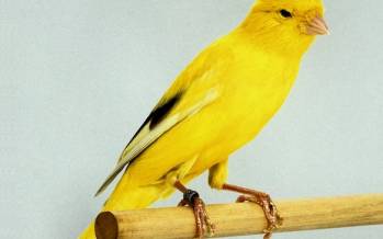 نمایشگاه قناری, شبکه پول‌شویی در صنعت پرندگان زینتی