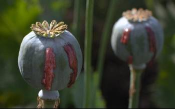 تریاک,مصرف تریاک توسط مصریان باستان