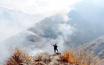 جنگل‌های الیت,آسیب به درختان جنگل‌های الیت