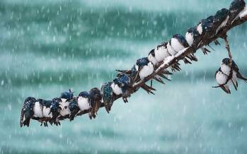 آخرین وضعیت آب و هوایی ایران,بارش برف و باران در کشور