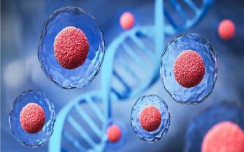 ژن,کشف یک ژن غیر کدکننده برای کنترل رشد سلول‌های بزرگ