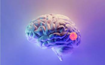 مغز,طراحی دارویی به صورت قطره بینی برای حذف تومورهای مغزی