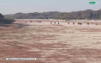 فیلم | تبدیل زاینده‌رود به پیست اسب‌سواری