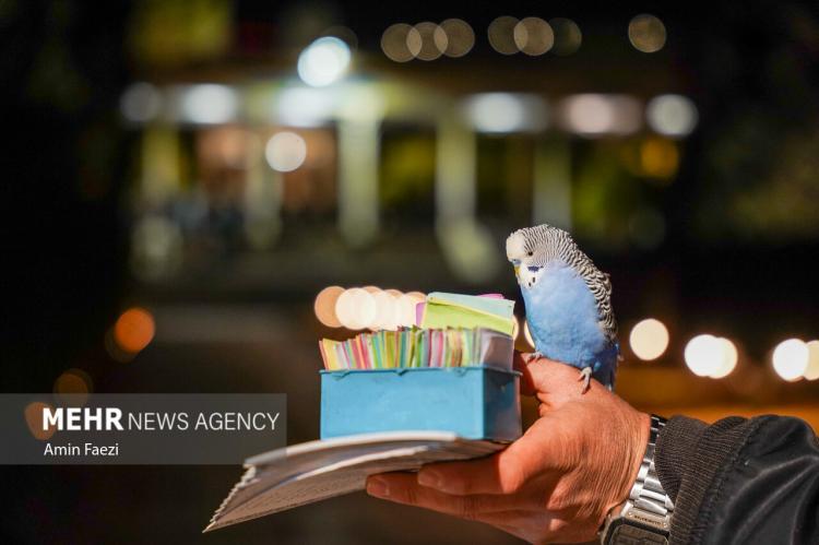 تصاویر شب یلدا در آرامگاه حافظ,عکس های شب یلدا در آرامگاه حافظ,تصاویری از جشن شب یلدا 1404در آرامگاه حافظ