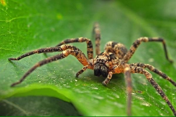 عنکبوت,تار عنکبوت