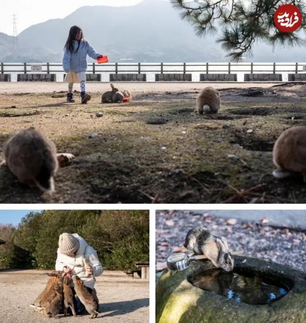 خرگوش ها در جزیرۀ متروکۀ ژاپنی,جزیره در ژاپن