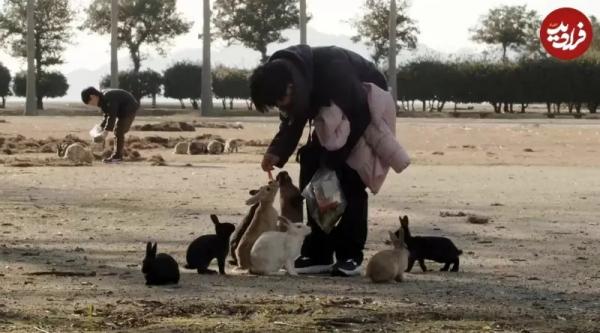 خرگوش ها در جزیرۀ متروکۀ ژاپنی,جزیره در ژاپن