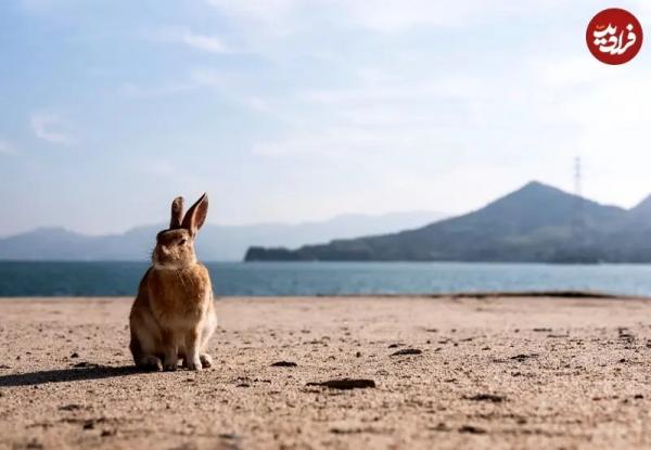 خرگوش ها در جزیرۀ متروکۀ ژاپنی,جزیره در ژاپن
