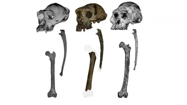 میمون,میمون چندین ساله