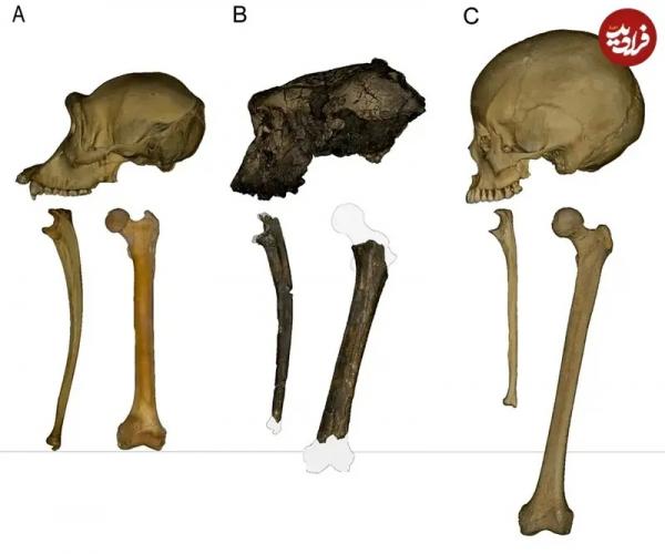 میمون,میمون چندین ساله